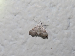 Redectis pygmaea