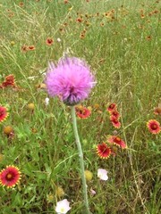 Cirsium texanum