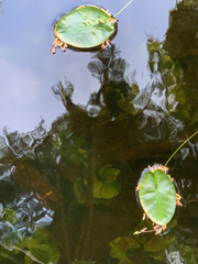 Nuphar polysepala