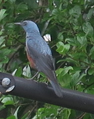 Monticola solitarius philippensis