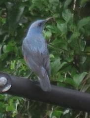 Monticola solitarius philippensis