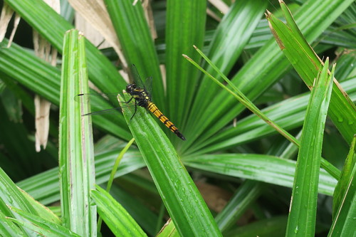 Photo of Greater Blue Skimmer (Orthetrum melania)