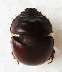 Meridiobolbus quinquedens