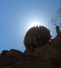 Ferocactus diguetii diguetii