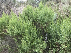 Baccharis pilularis consanguinea