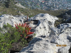 Aloe succotrina