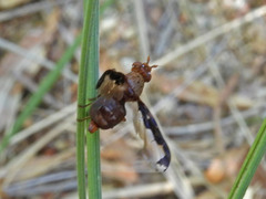 Diacrita