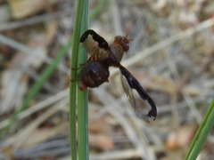 Diacrita
