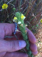 Castilleja rubicundula lithospermoides