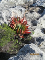 Aloe succotrina