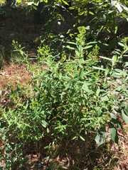 Hypericum lobocarpum