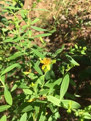 Hypericum lobocarpum