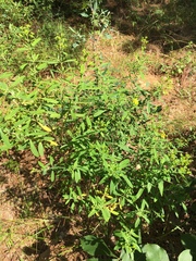 Hypericum lobocarpum