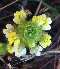 Castilleja rubicundula lithospermoides
