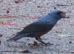 Monticola solitarius philippensis