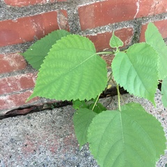 Broussonetia papyrifera