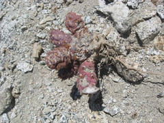 Cylindropuntieae