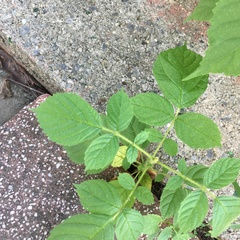 Spathodea campanulata