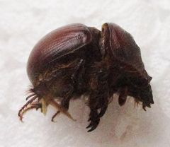 Meridiobolbus quinquedens
