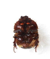 Meridiobolbus quinquedens