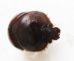 Meridiobolbus quinquedens