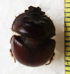 Meridiobolbus quinquedens