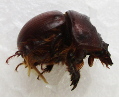 Meridiobolbus quinquedens