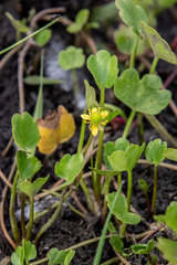 Halerpestes sarmentosa