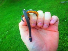 Diadophis punctatus stictogenys