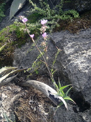 Thyrsanthemum floribundum