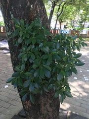 Ficus microcarpa