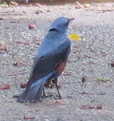 Monticola solitarius philippensis