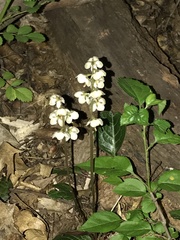 Pyrola americana