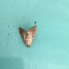 Oxyodes