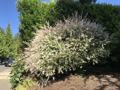 Salix integra