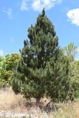 Pinus cembroides lagunae