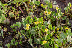 Halerpestes sarmentosa