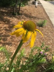 Echinacea paradoxa