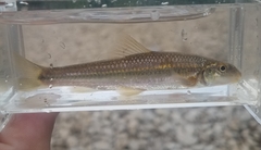 Phenacobius mirabilis