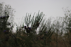 Hazardia squarrosa grindelioides