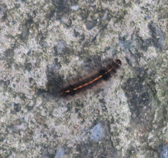 Creatonotos transiens