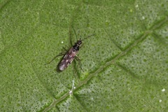 Dicyphus hesperus