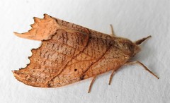 Drepana bilineata