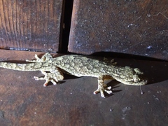 Gekko guishanicus