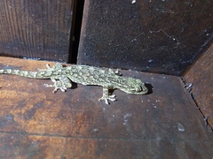 Gekko guishanicus