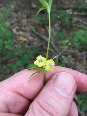 Lysimachia radicans