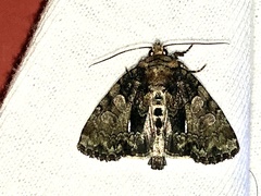 Chytonix palliatricula