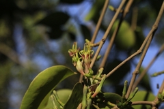 Macrosolen capitellatus