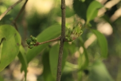 Macrosolen capitellatus