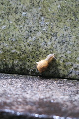 Acusta despecta despecta